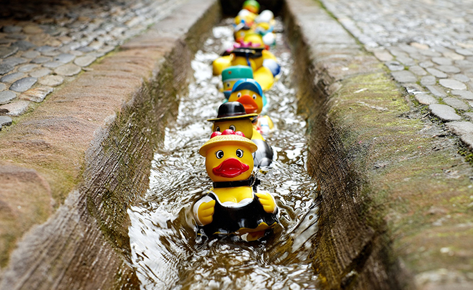 rubber ducks swimming down a channel