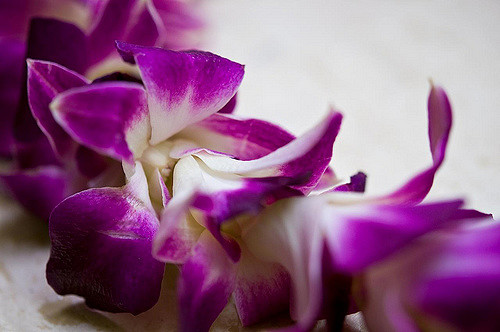 close-up image of orchid lei